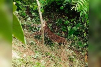 बैतडीमा पासोमा परेको चितुवाको उद्धार गरिँदै